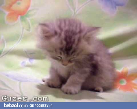 Śpiący, słodki kotek
