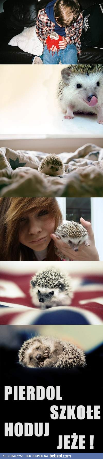 Hoduj jeże! 