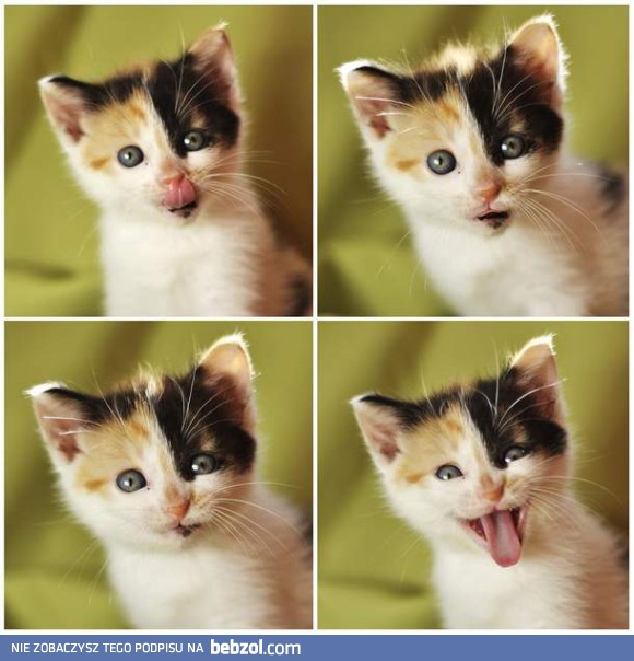 Sesja zdjęciowa małego kotka 