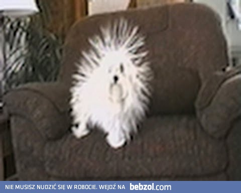 Naelektryzowany piesek 