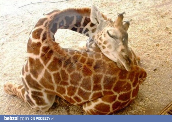 Wygodne spanie ;-)