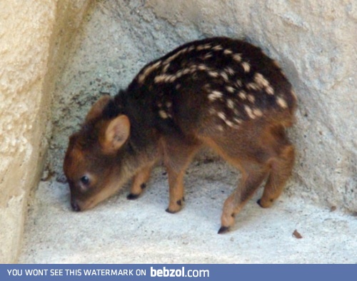 Let the cute melt you!