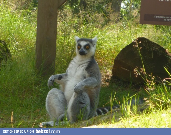 I'm King Julien XIII