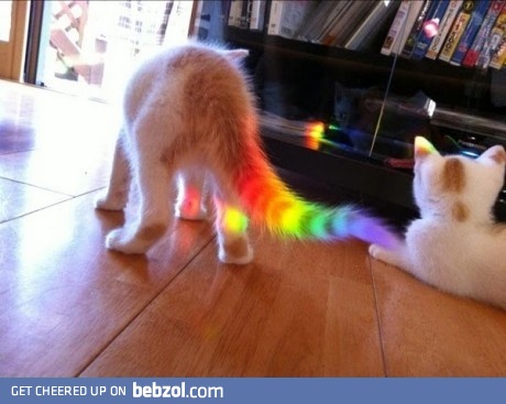 Real nyan cat