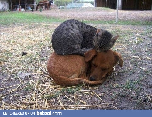 Double-decker pet nap