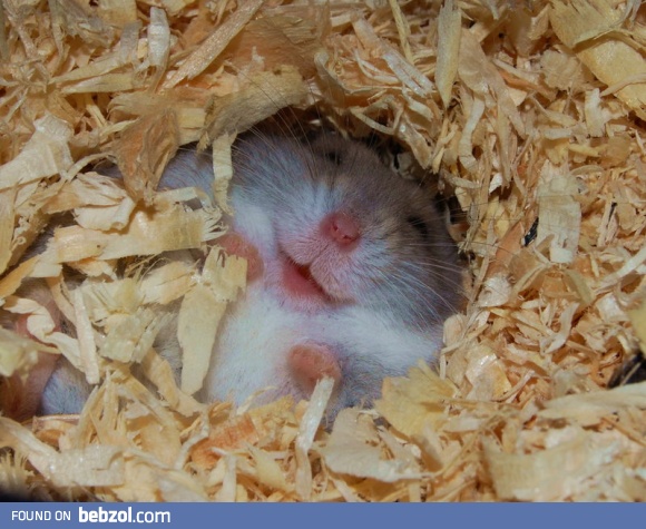 Happy hamster is happy