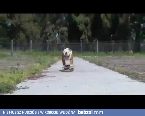 Surfujący pies:)