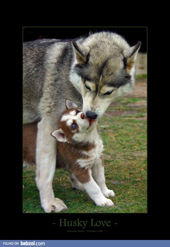 Husky love