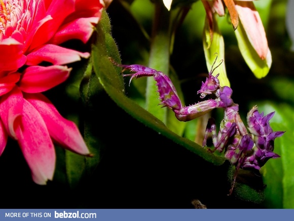 Purple Praying Mantis.