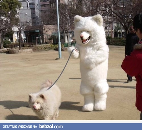 Pies spaceruje z psem