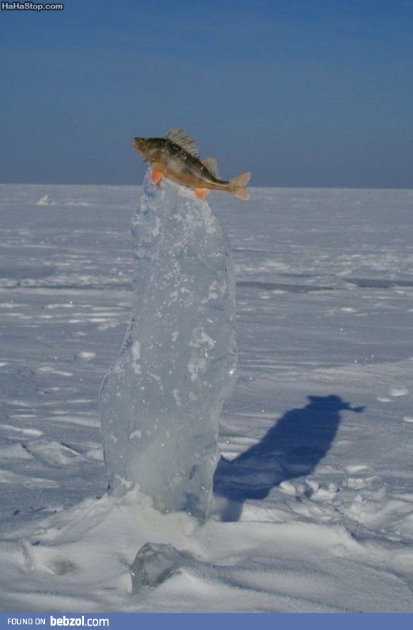 Frozen fish