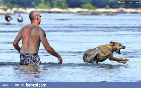 Flying dog