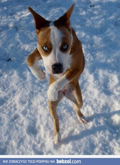 Mój pies chodzi na dwóch nogach