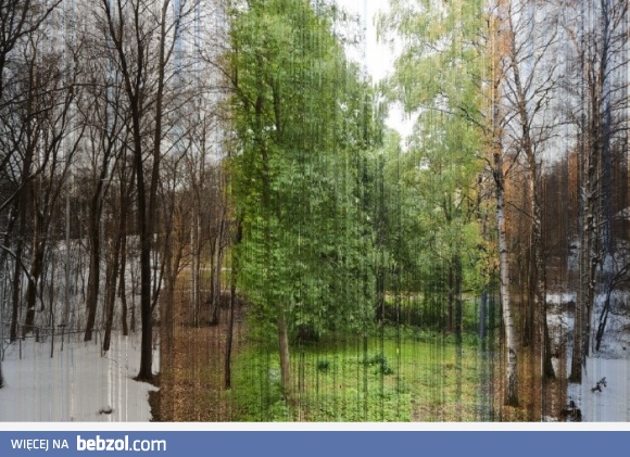 Cztery pory roku na jednym zdjęciu