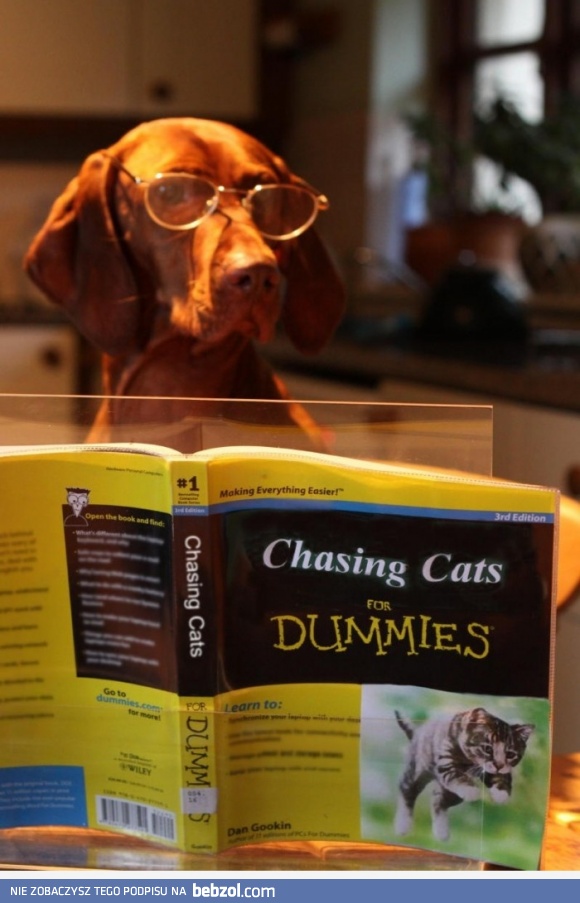 Ściganie kotów - ciekawa lektura