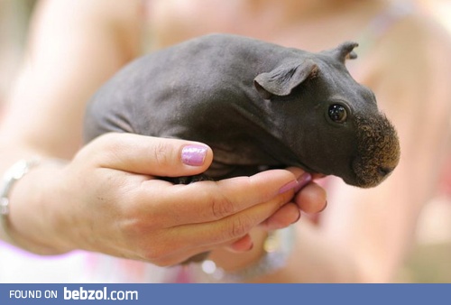 Little hippo