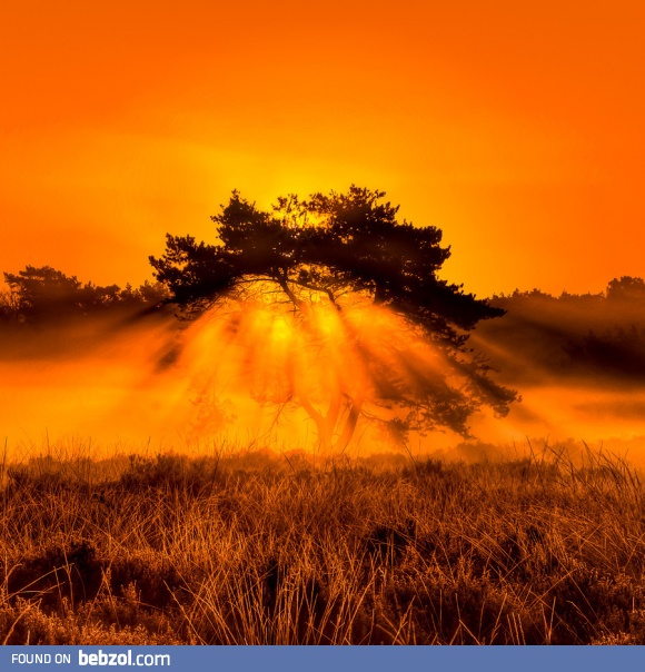 Sun peaks through a lonely tree!  