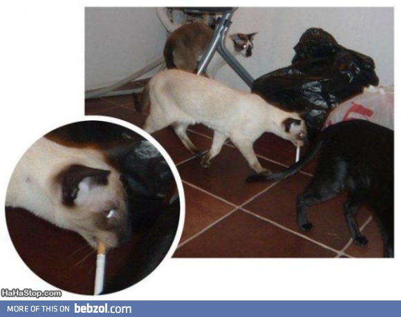 Bad Cat