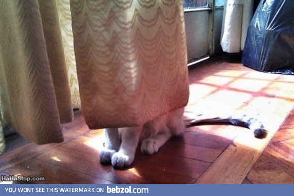 Can you see me?