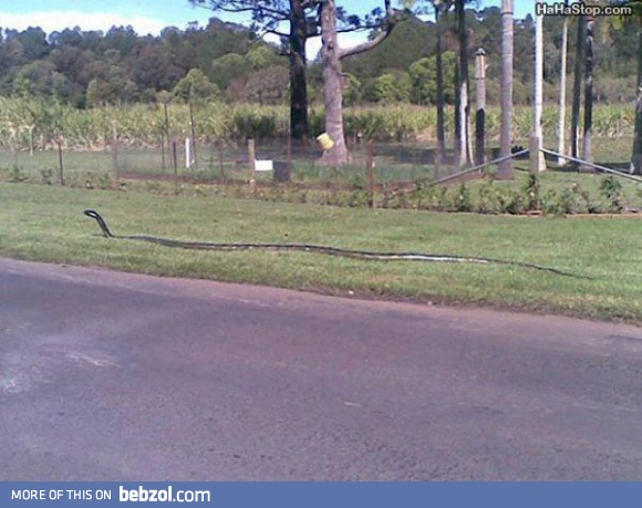 Do you like snakes?