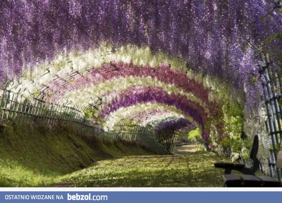 Artystyczne zdjęcie