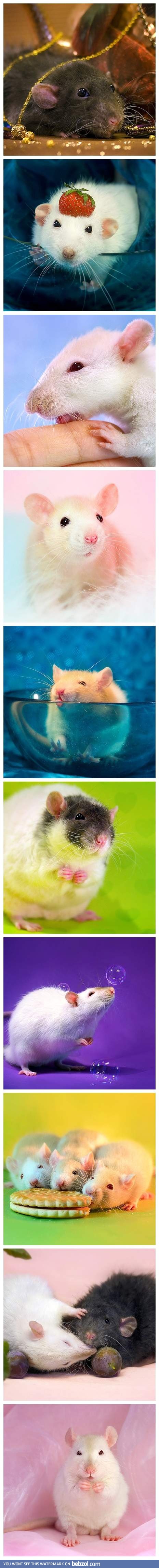 Rats