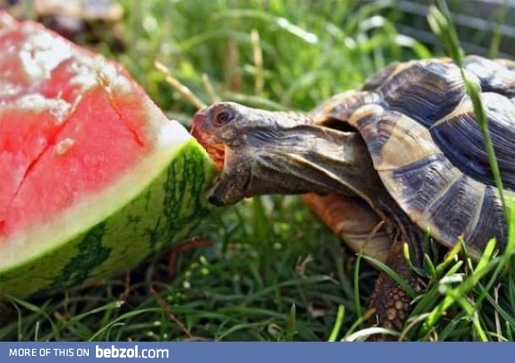 Tastes gooood