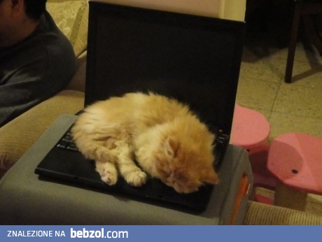 Ulubione mejsce mojego kota