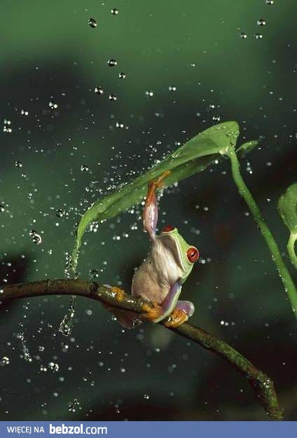 Ciekawe, czy to książę...