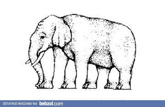 Policz nogi sloniaeSNWZC