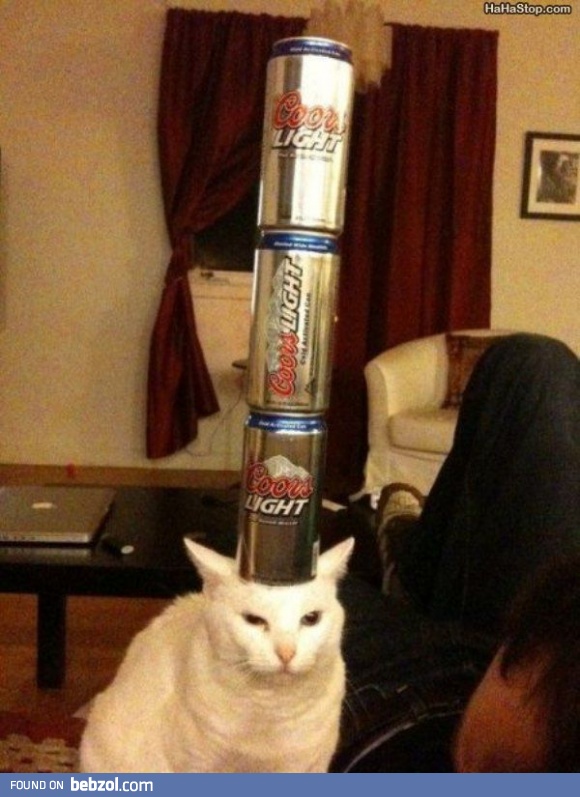 Party Cat