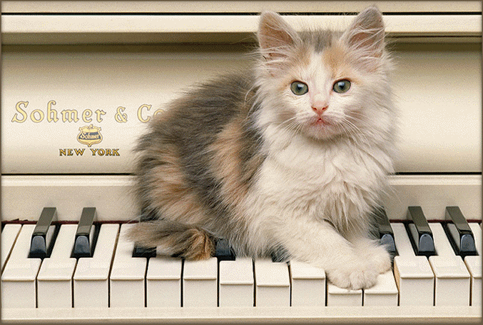 A teraz będzie koci koncert!