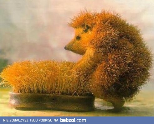 Miłość bywa ślepa...