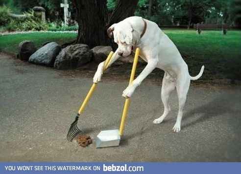 Dear humans... That's how it must be done!