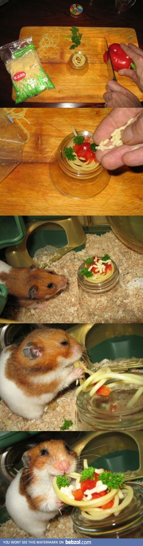 Spaghetti for your pet