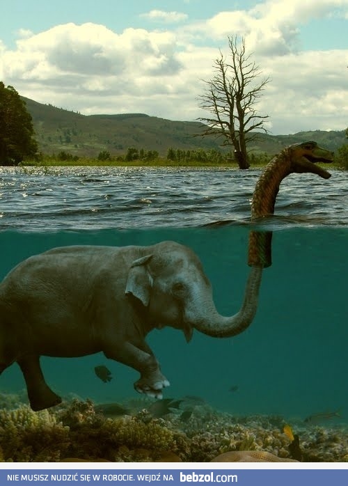 A to ci słoń jeden!