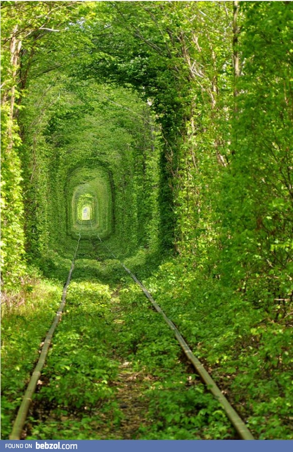 Beautiful green tunnel