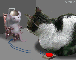 Zabawa kotka z myszką | bebzol.com