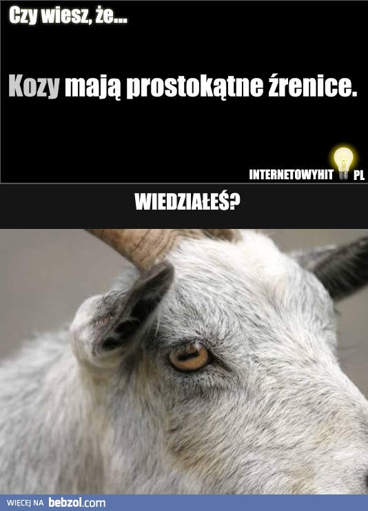 Czy wiesz, że kozy mają prostokątne źrenice?