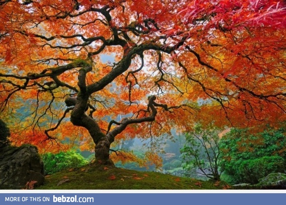 Beautiful tree