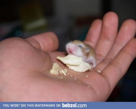 Little hamster ;-)