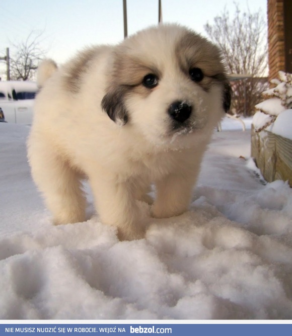 Pieskowi jest zimno