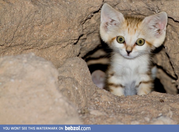 Sand cat kitten