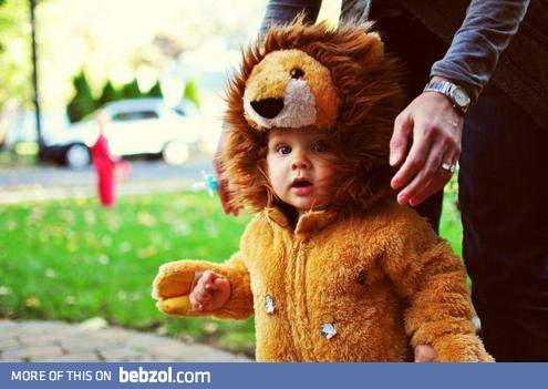 Small lion
