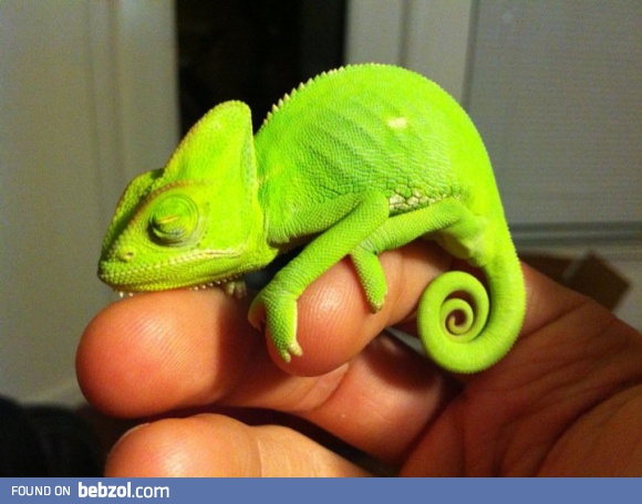 Upvote if you want one!