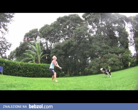 Ten pies ograłby Cię w siatkówkę