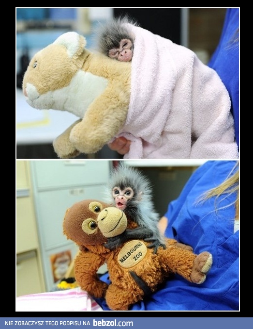 Zaopiekuję się tobą