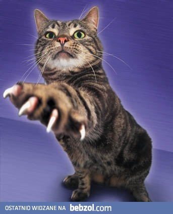 W życiu trzeba czasem pokazać pazury...