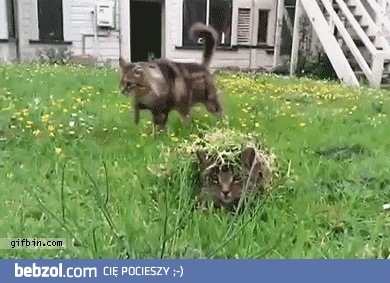 Zakamuflowany kociak