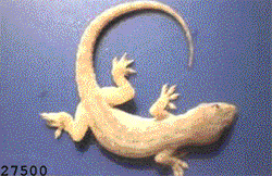 Lizard zaatakowany i zjedzony przez mrówki!